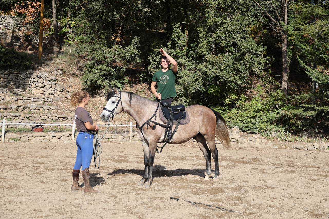 Castrone Origine Non Constatata In vendita 2021 Grigio