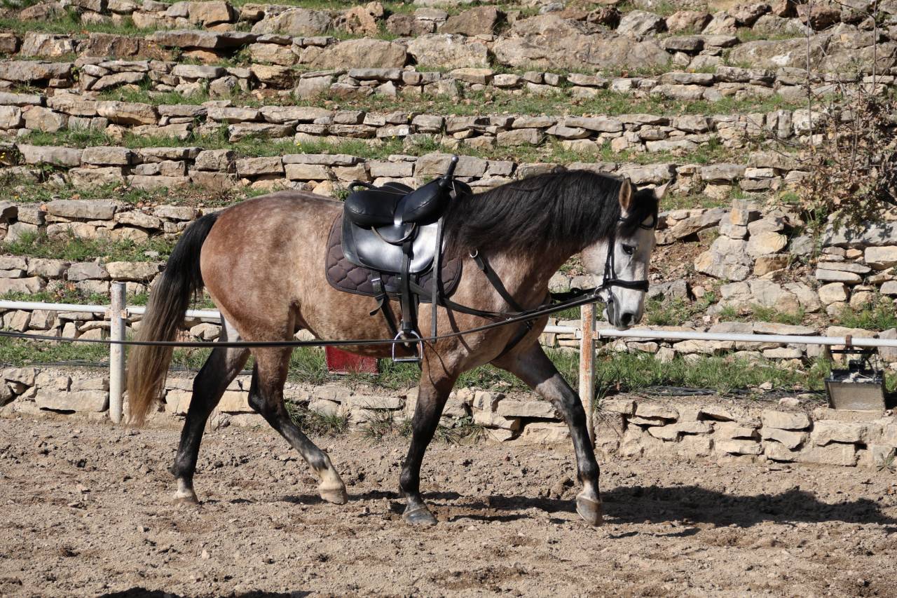 Castrone Origine Non Constatata In vendita 2021 Grigio
