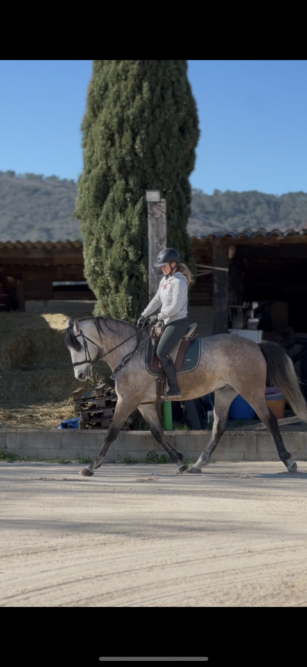 Castrone Origine Non Constatata In vendita 2021 Grigio