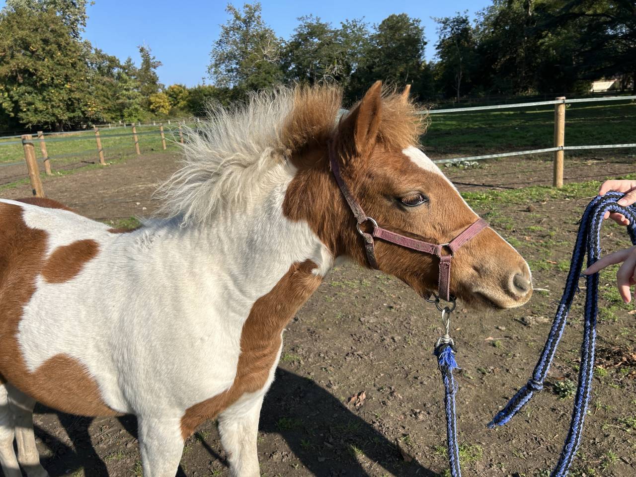 Puledra PFS Pony Francese da Sella In vendita 2025 Pezzato ,  EUROGEN FANTOMAS