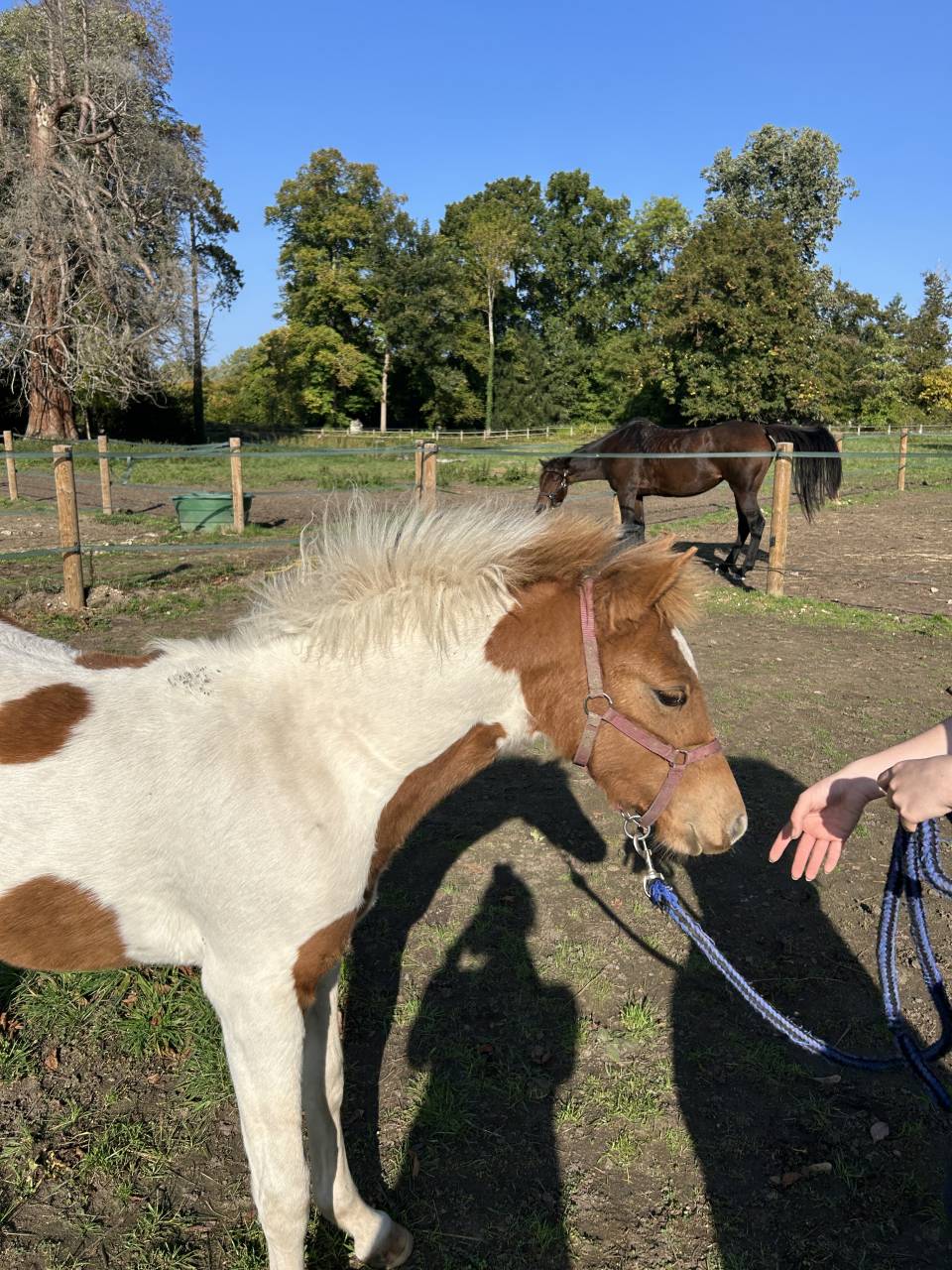 Puledra PFS Pony Francese da Sella In vendita 2025 Pezzato ,  EUROGEN FANTOMAS