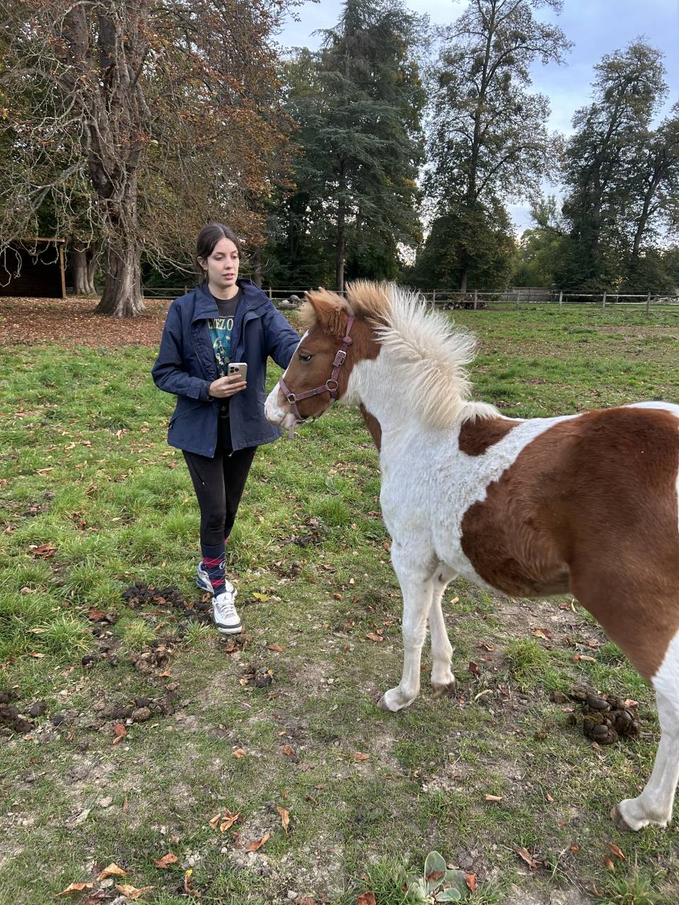 Puledra PFS Pony Francese da Sella In vendita 2025 Pezzato ,  EUROGEN FANTOMAS