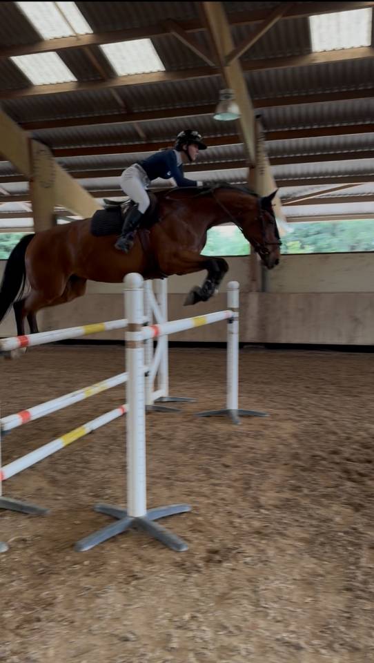 Cavalla Zangersheide In vendita 2015 Baio ,  CON AIR