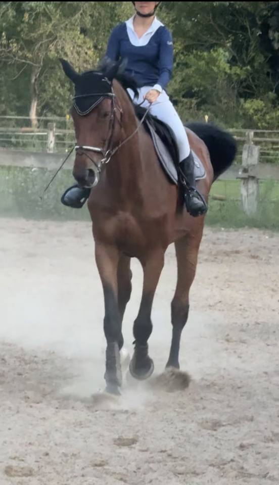 Cavalla Zangersheide In vendita 2015 Baio ,  CON AIR