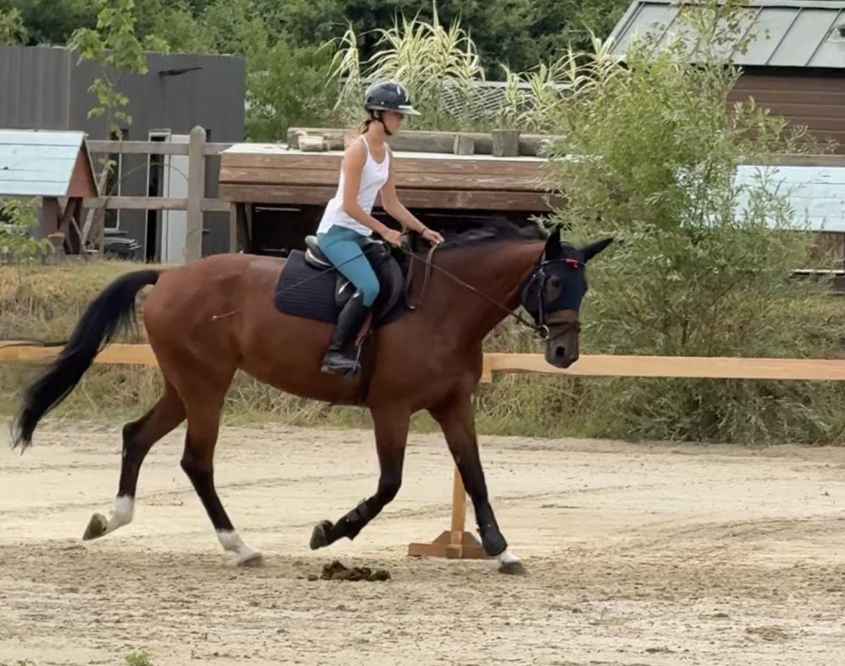 Cavalla Zangersheide In vendita 2015 Baio ,  CON AIR