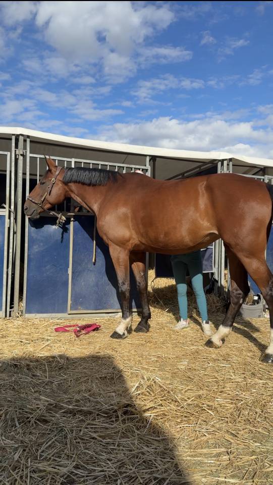 Cavalla Zangersheide In vendita 2015 Baio ,  CON AIR