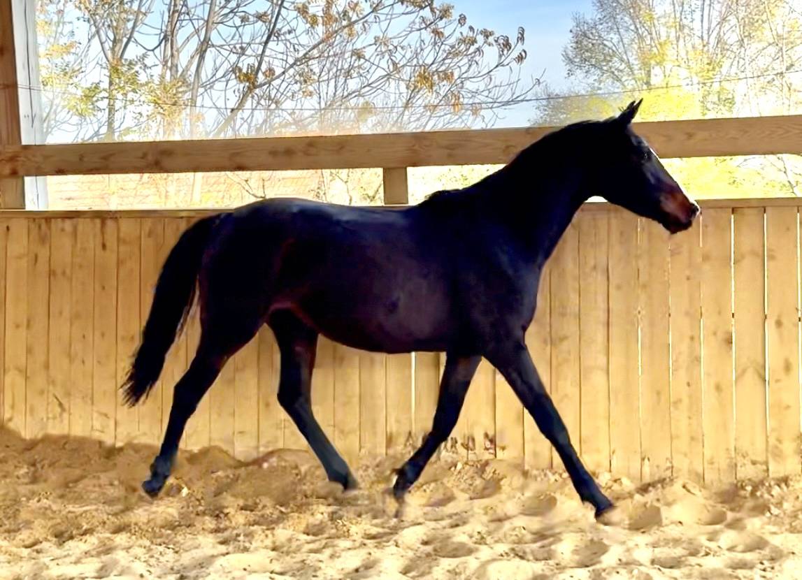 Cavalla AES Anglo European Studbook In vendita 2023 Baio scuro ,  idem du peyron