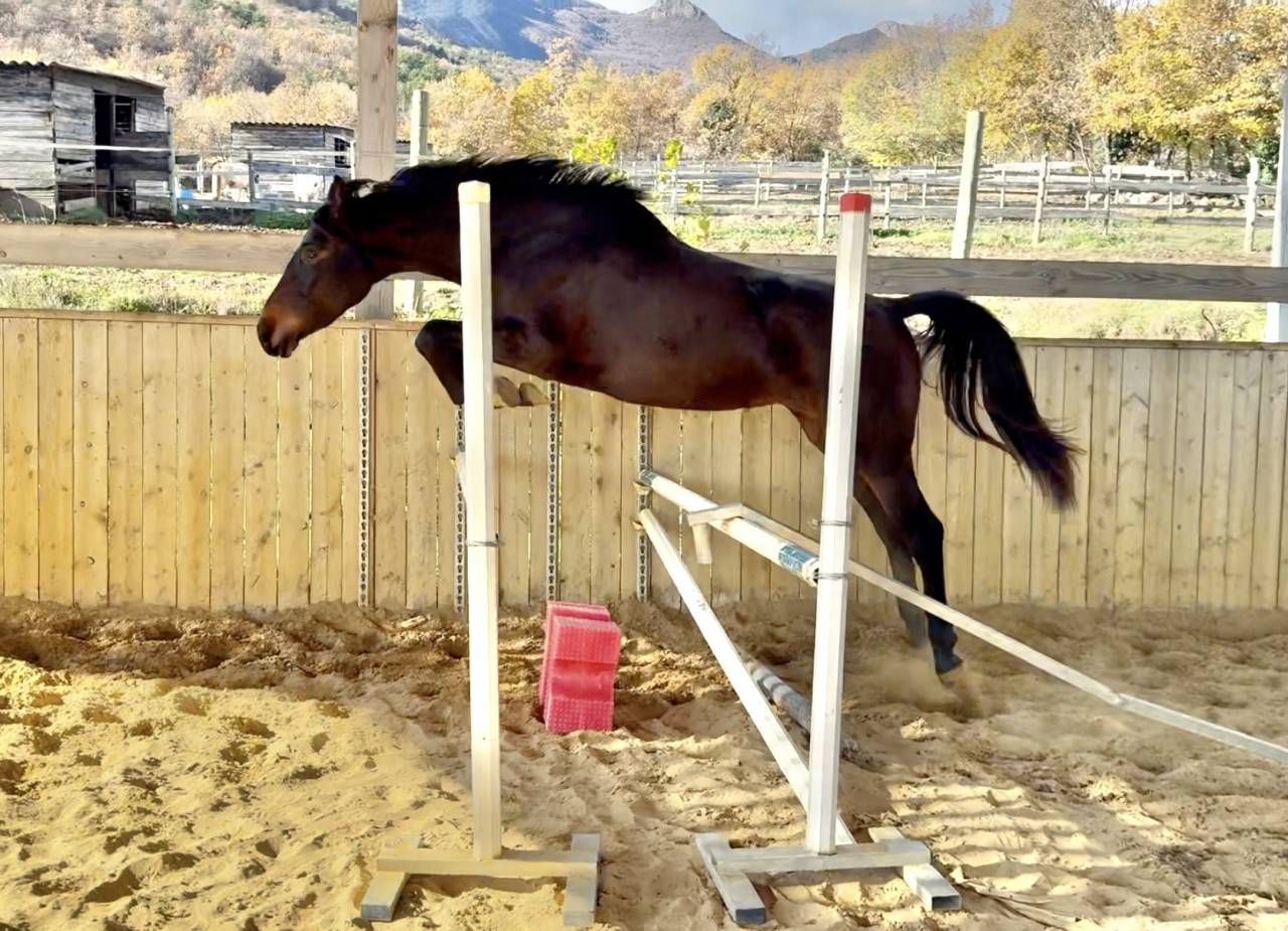 Cavalla AES Anglo European Studbook In vendita 2023 Baio scuro ,  idem du peyron