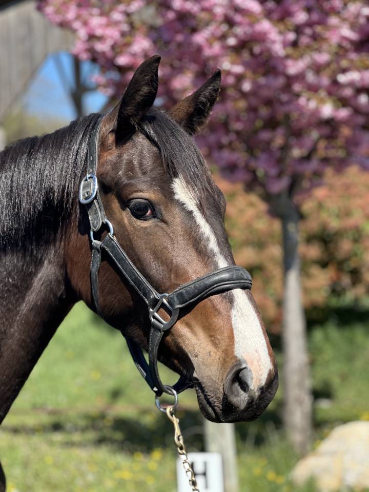 Cavalla AES Anglo European Studbook In vendita 2023 Baio scuro ,  idem du peyron