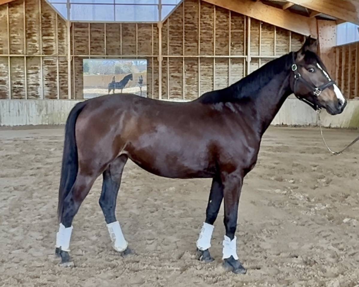 Cavalla AES Anglo European Studbook In vendita 2023 Baio scuro ,  idem du peyron