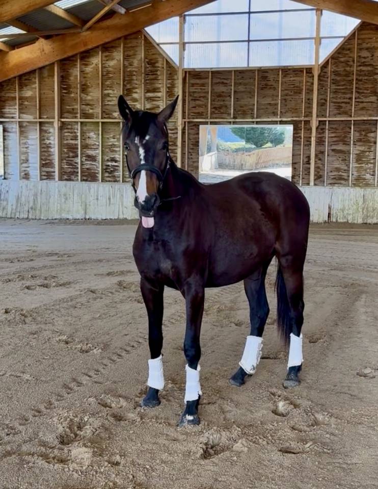 Cavalla AES Anglo European Studbook In vendita 2023 Baio scuro ,  idem du peyron