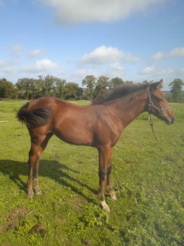 Puledra Sella Francese In vendita 2025 Baio ,  Kasall Des Forêts