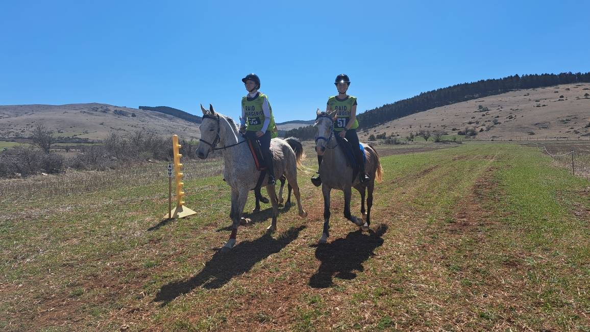 Castrone Anglo-Arabo In vendita 2014 Grigio