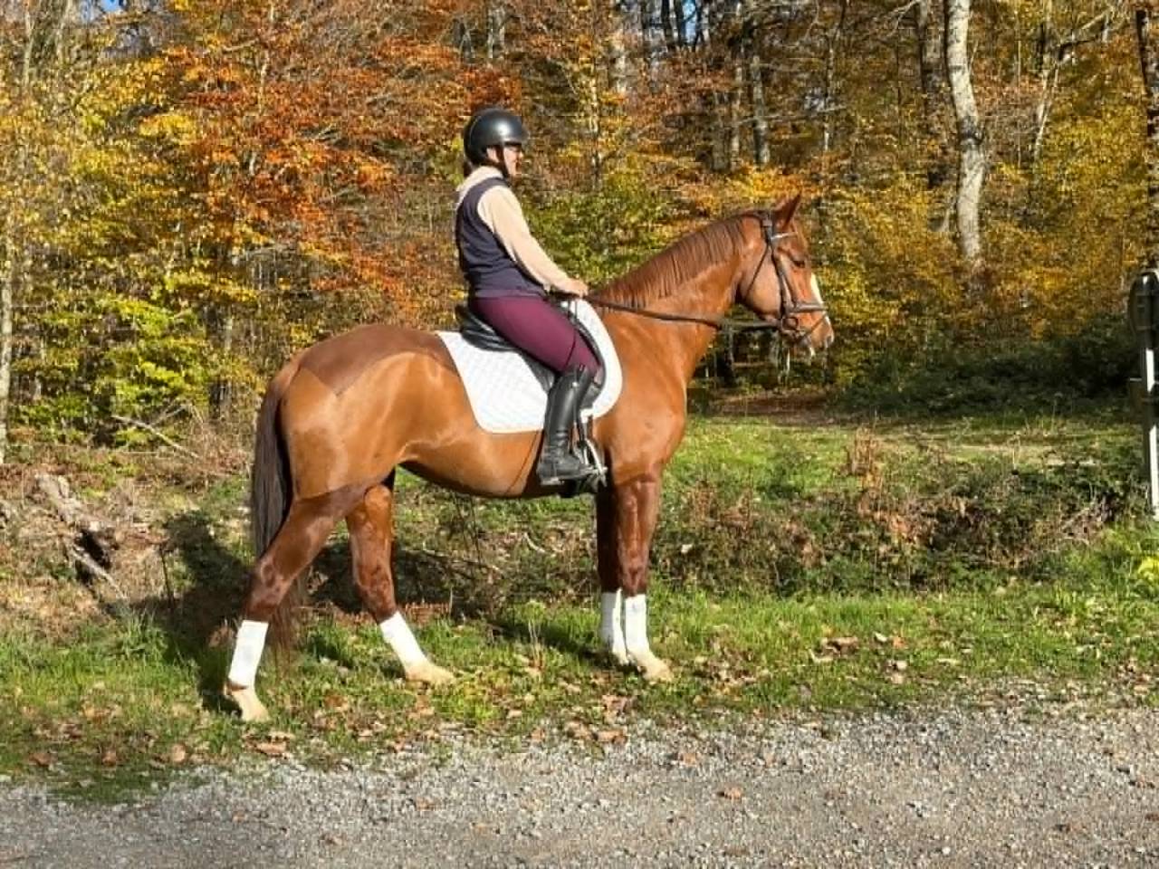 Cavalla Sella Francese In vendita 2018 Sauro