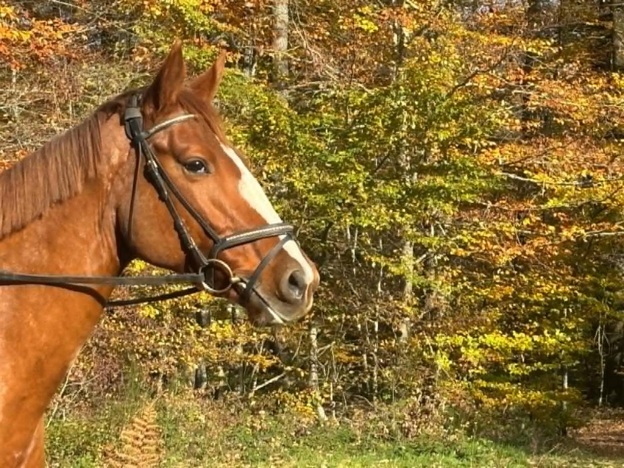 Cavalla Sella Francese In vendita 2018 Sauro
