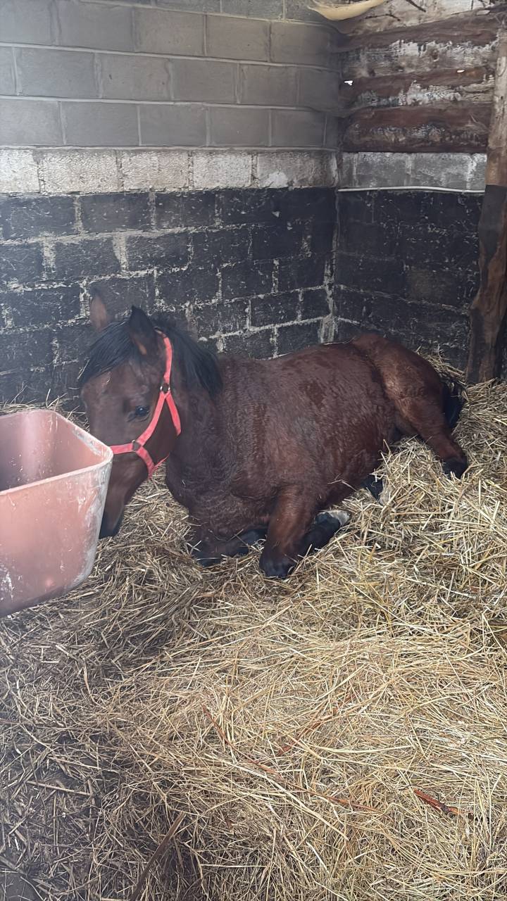 Cavalla Purosangue Inglese In vendita 2020 Baio