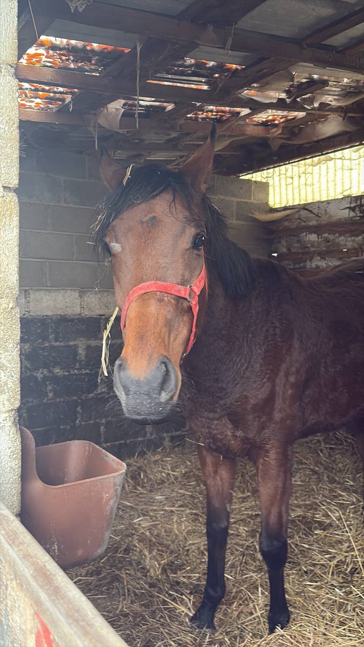 Cavalla Purosangue Inglese In vendita 2020 Baio