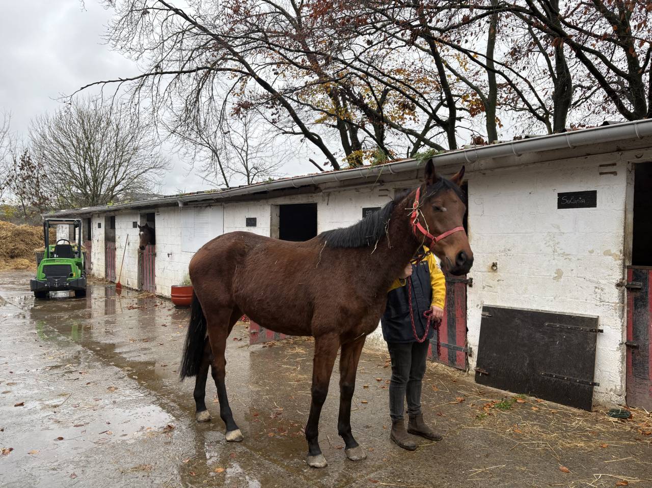Cavalla Purosangue Inglese In vendita 2020 Baio