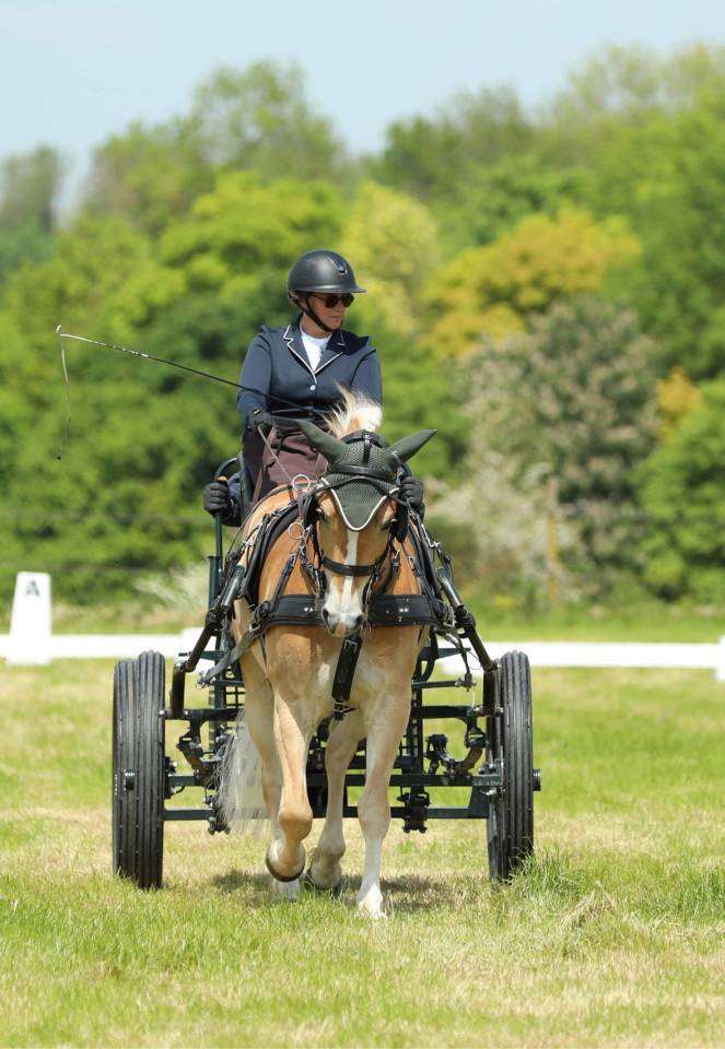 Castrone Haflinger In vendita 2016 Sauro