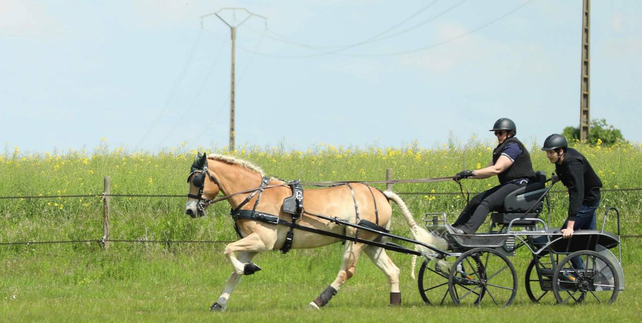 Castrone Haflinger In vendita 2016 Sauro