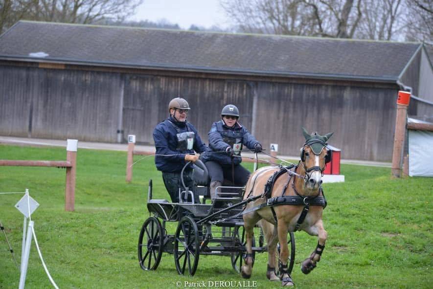 Castrone Haflinger In vendita 2016 Sauro