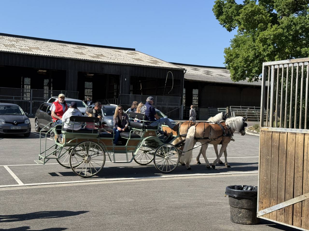 Castrone Haflinger In vendita 2016 Sauro