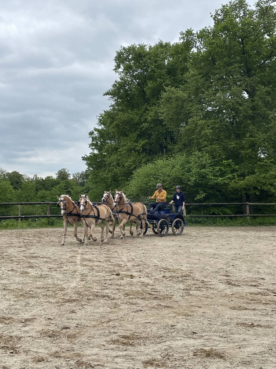 Castrone Haflinger In vendita 2016 Sauro