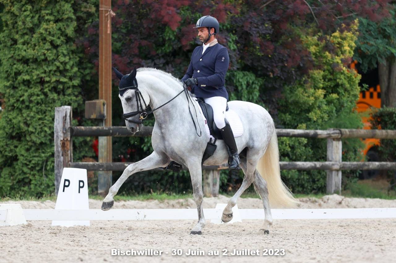 Intero PRE Andaluso In vendita 2011 Bianco