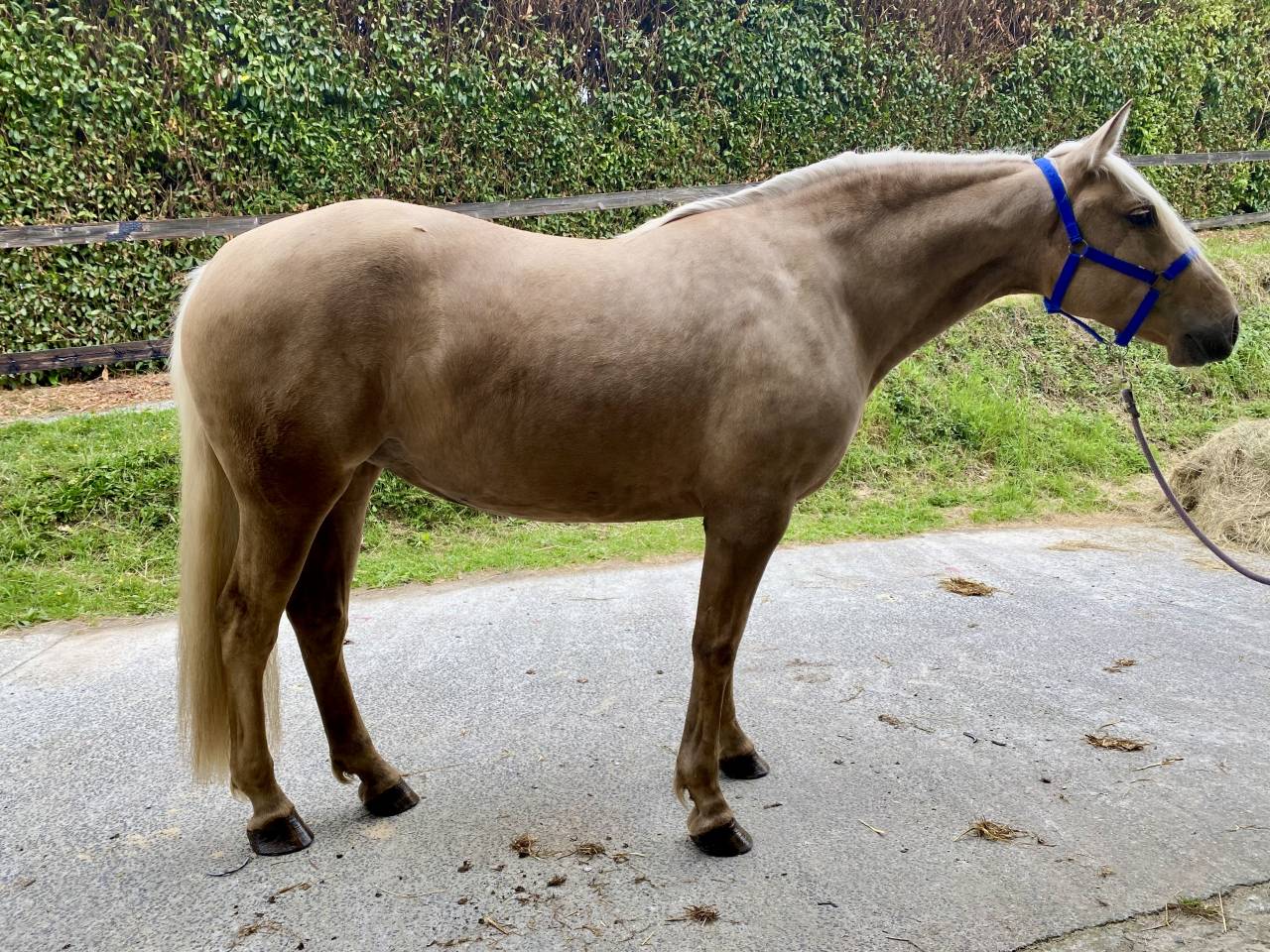 Cavalla PRE Andaluso In vendita 2021 Palomino