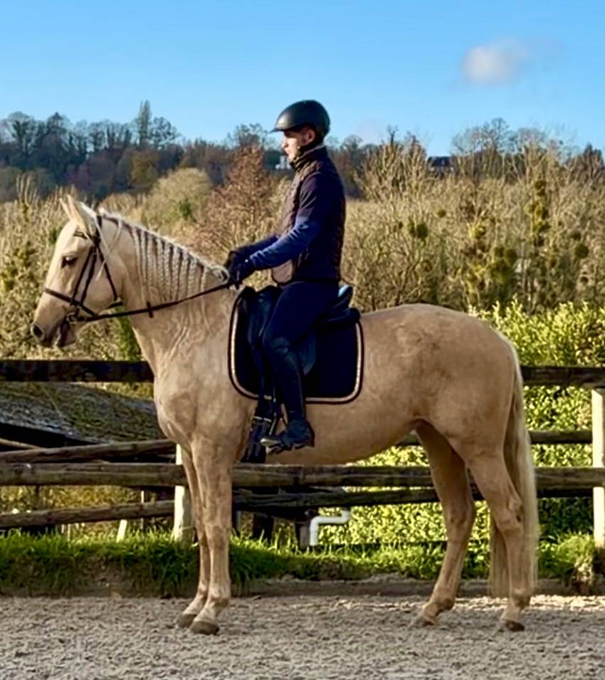 Cavalla PRE Andaluso In vendita 2021 Palomino