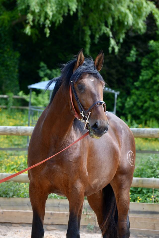 Castrone PRE Andaluso In vendita 2021 Baio ,  Lucero