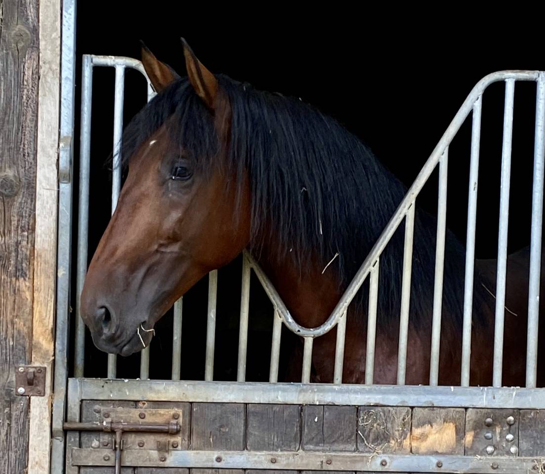 Castrone PRE Andaluso In vendita 2021 Baio ,  Lucero