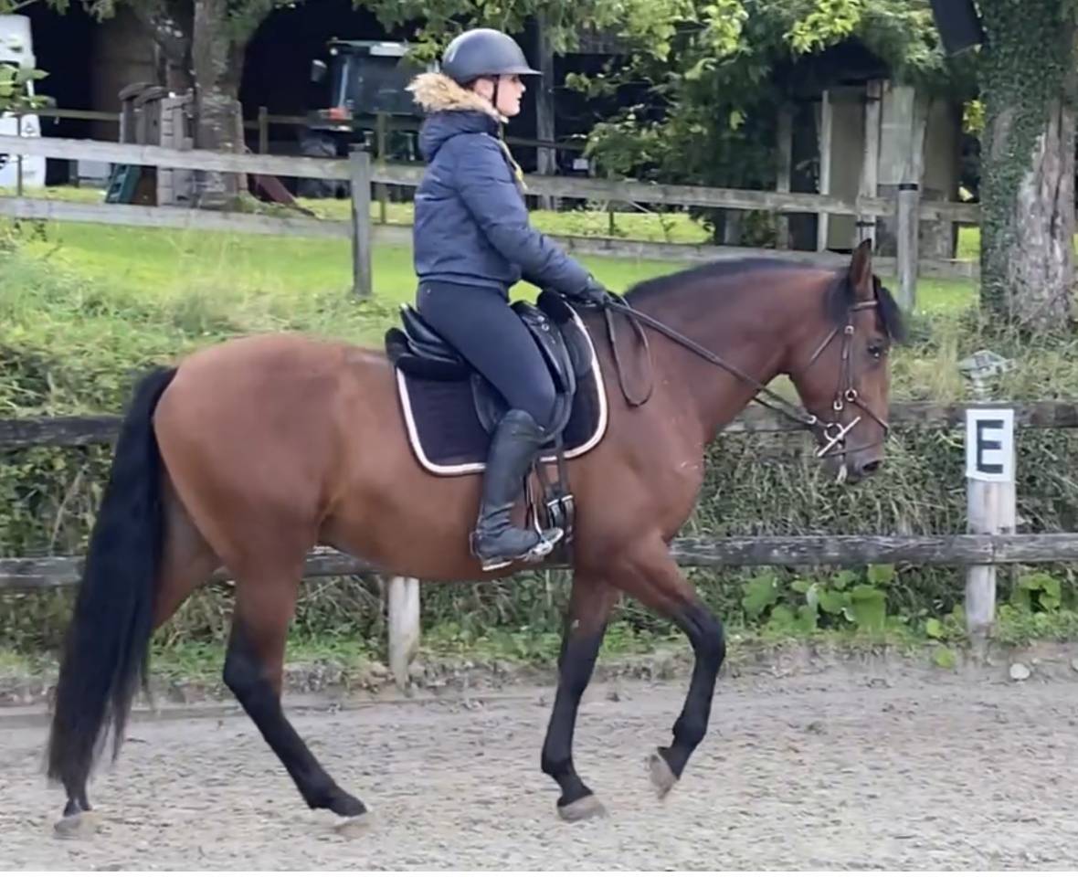 Castrone PRE Andaluso In vendita 2021 Baio ,  Lucero