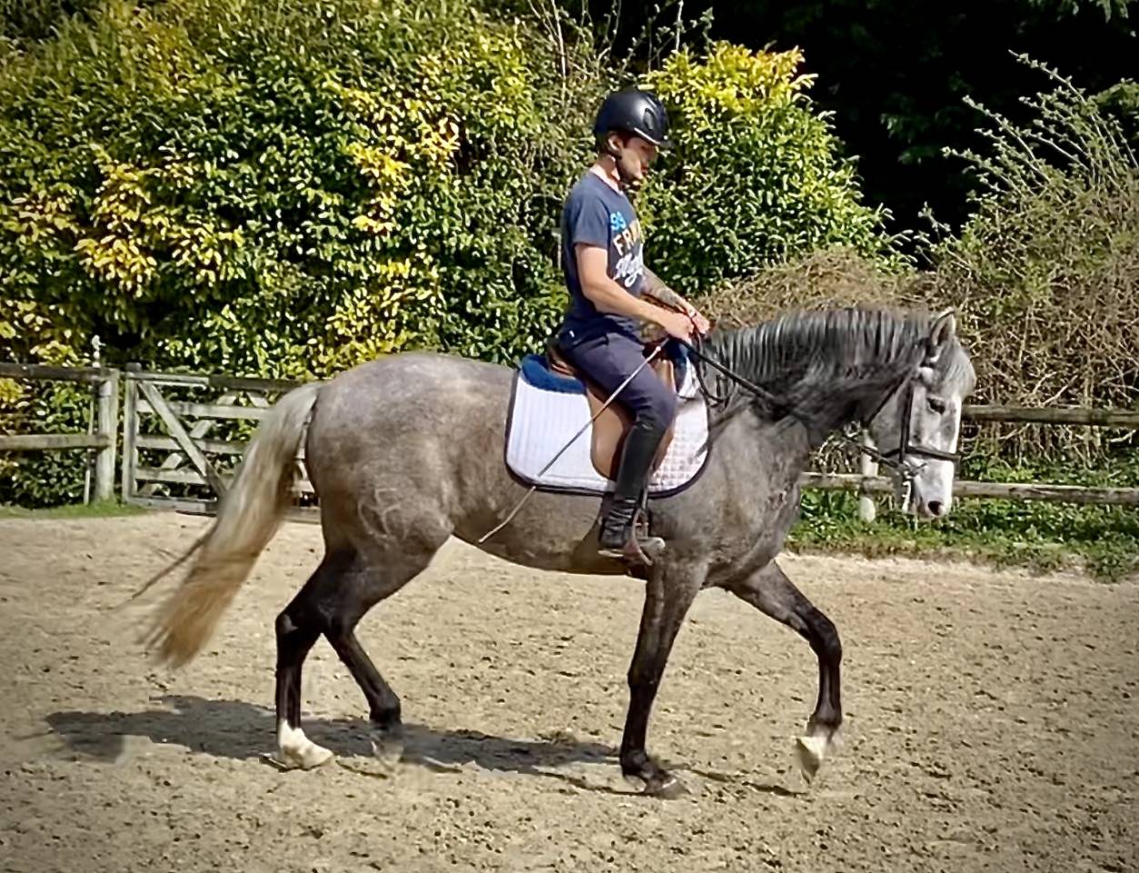 Cavalla PRE Andaluso In vendita 2020 Grigio