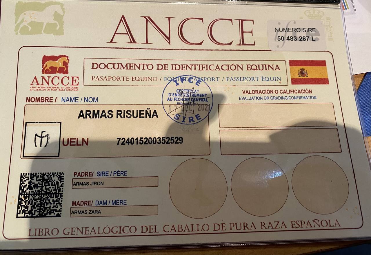 Cavalla PRE Andaluso In vendita 2020 Grigio