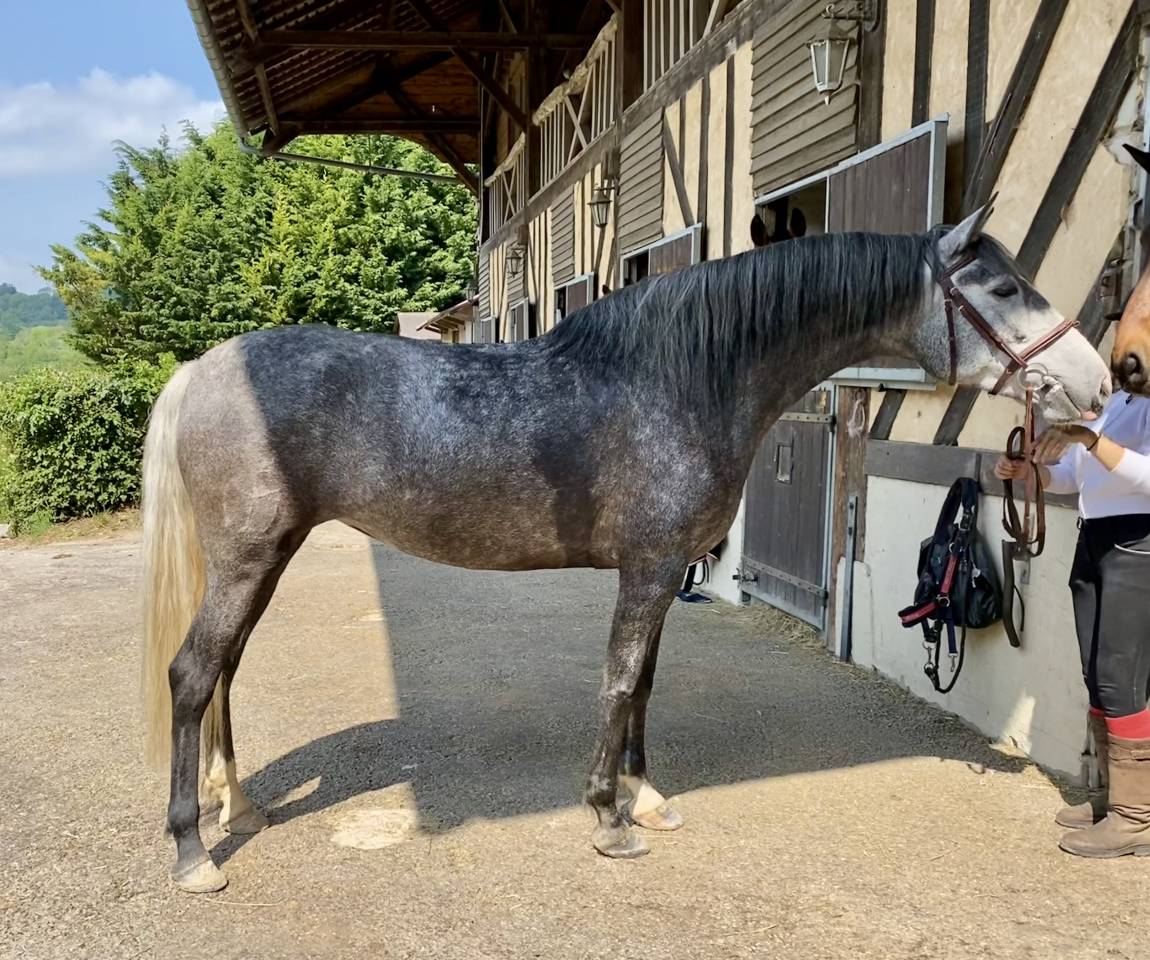 Cavalla PRE Andaluso In vendita 2020 Grigio