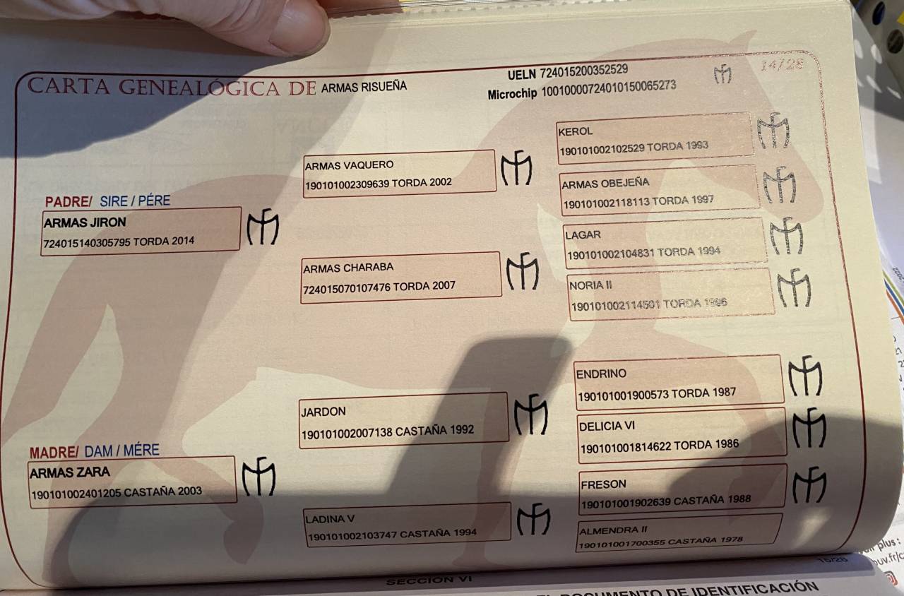 Cavalla PRE Andaluso In vendita 2020 Grigio