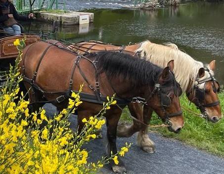 Cavalla Tiro Comtois In vendita 2012 Baio