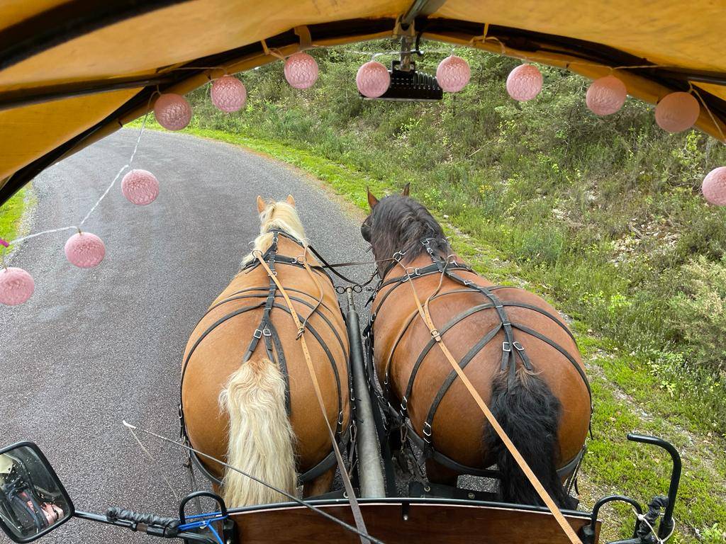 Cavalla Tiro Comtois In vendita 2012 Baio