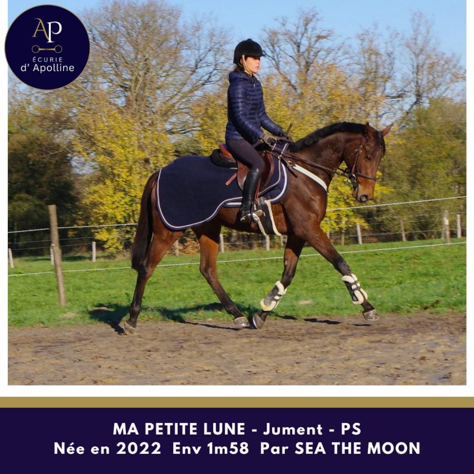 Cavalla Purosangue In vendita 2022 Baio ,  Sea the moon