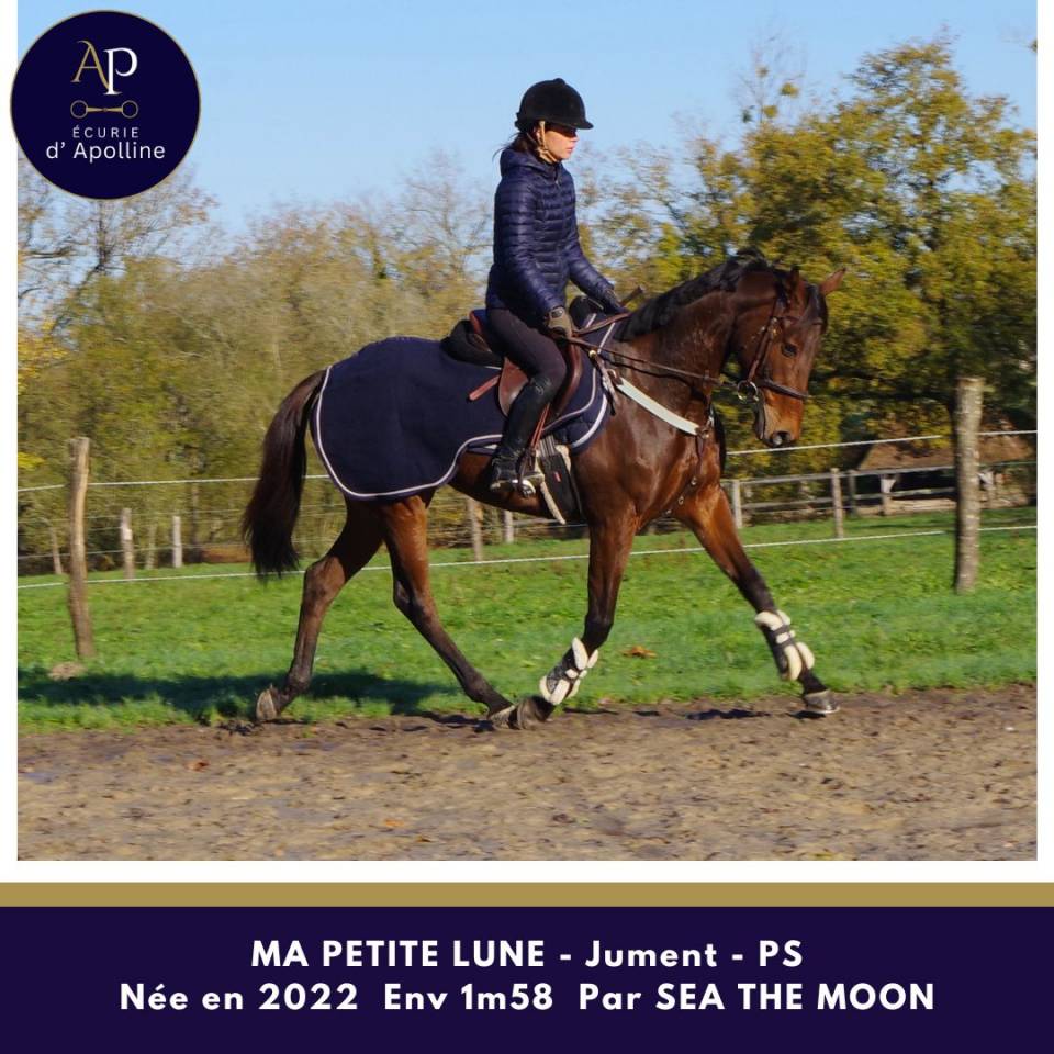 Cavalla Purosangue In vendita 2022 Baio ,  Sea the moon