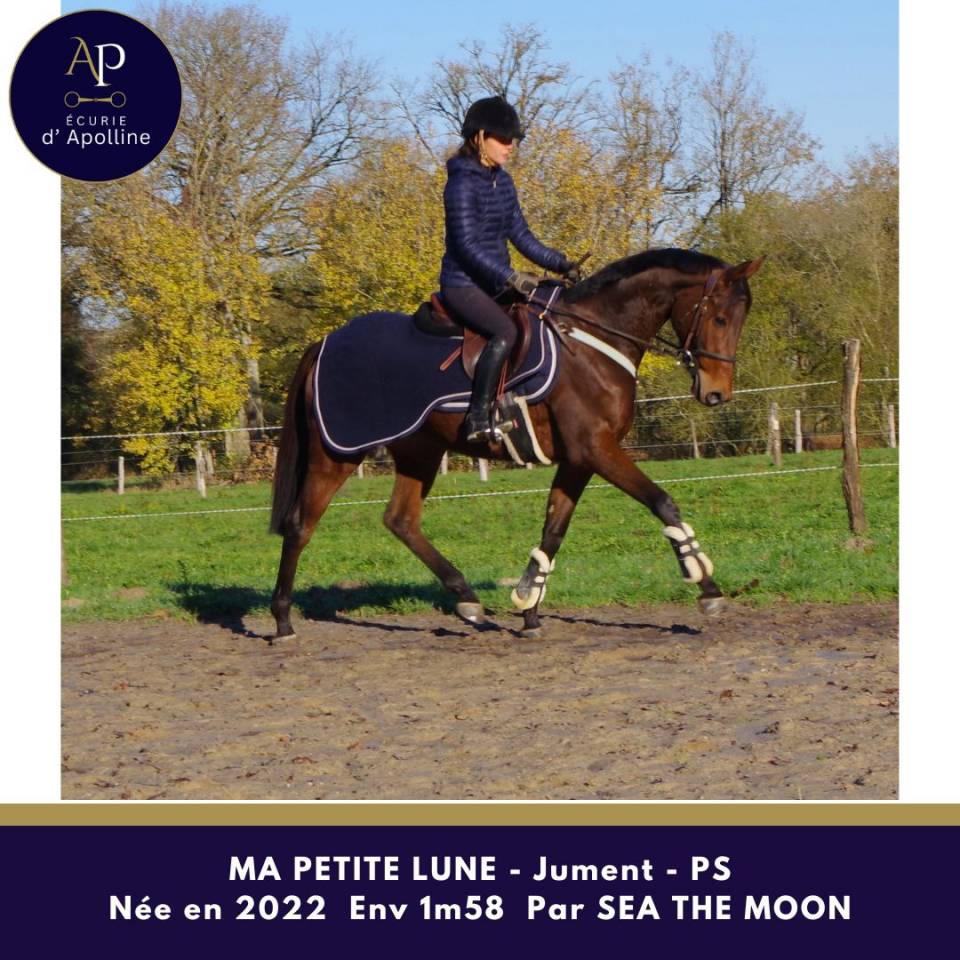 Cavalla Purosangue In vendita 2022 Baio ,  Sea the moon