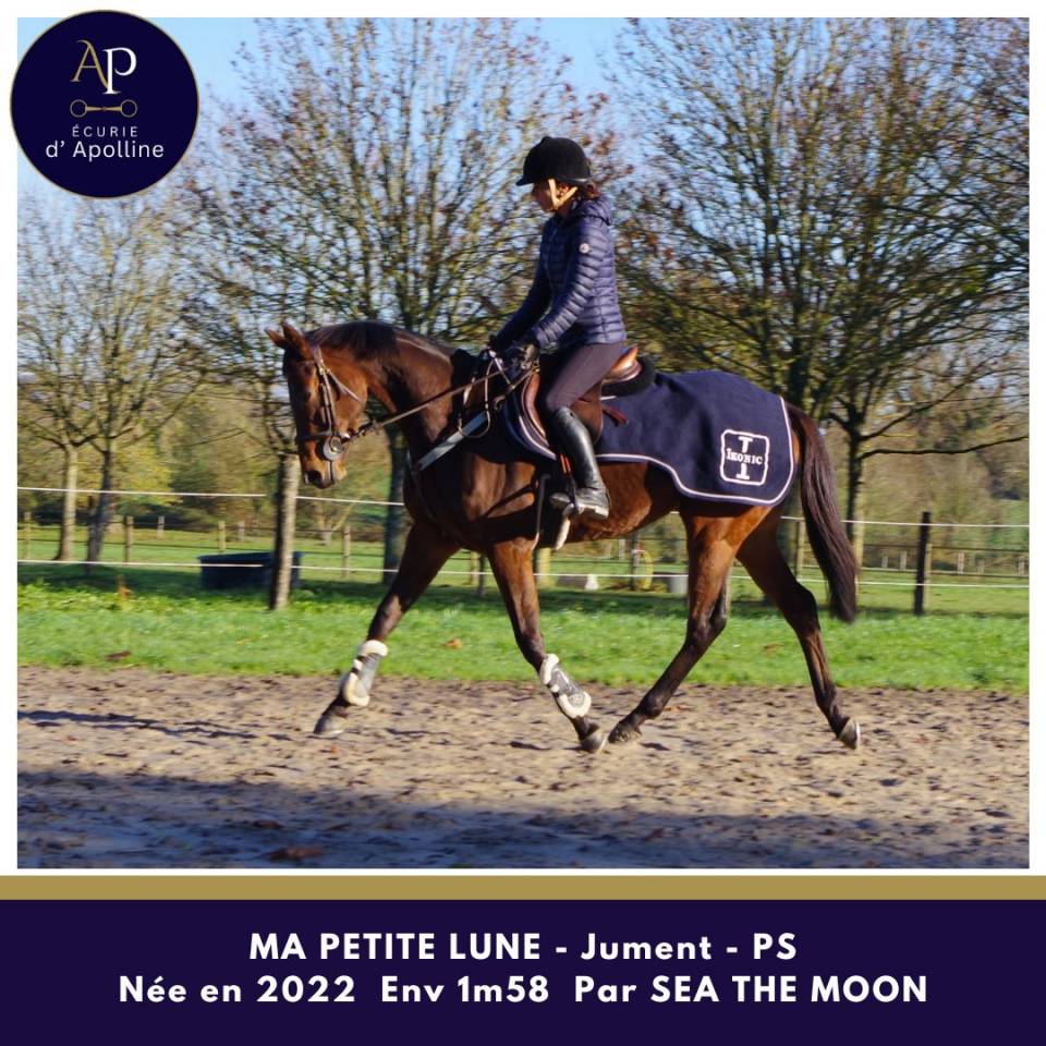 Cavalla Purosangue In vendita 2022 Baio ,  Sea the moon