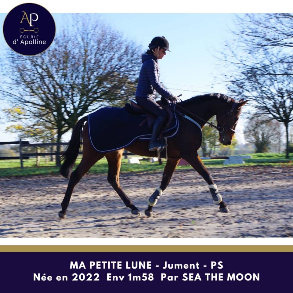 Cavalla Purosangue In vendita 2022 Baio ,  Sea the moon