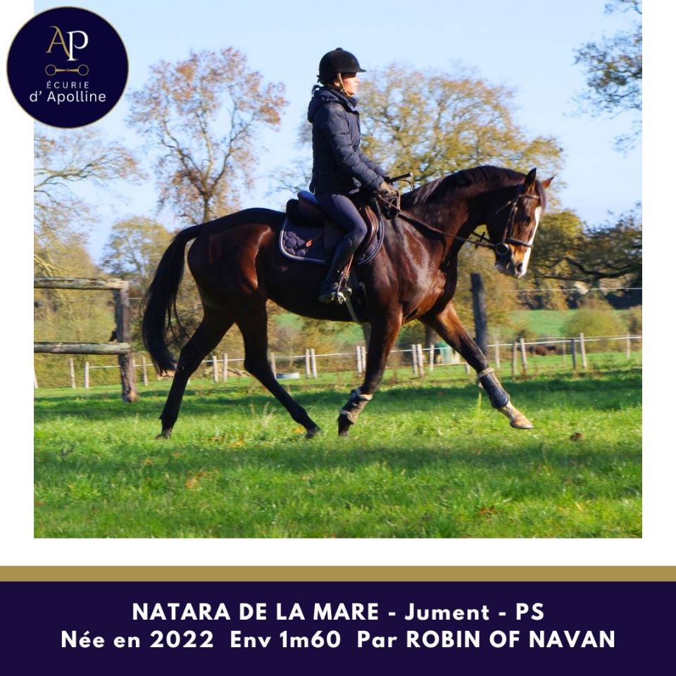 Cavalla Purosangue In vendita 2022 Baio