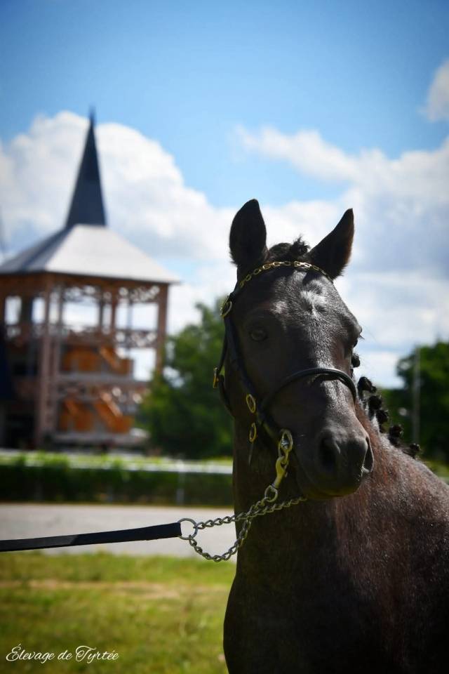 Castrone Welsh Part Bred Noleggio 2022 Roano ,  Joli Coeur cherry