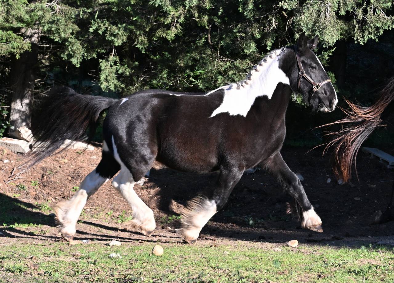 Castrone Origine Non Constatata In vendita 2022 Pezzato