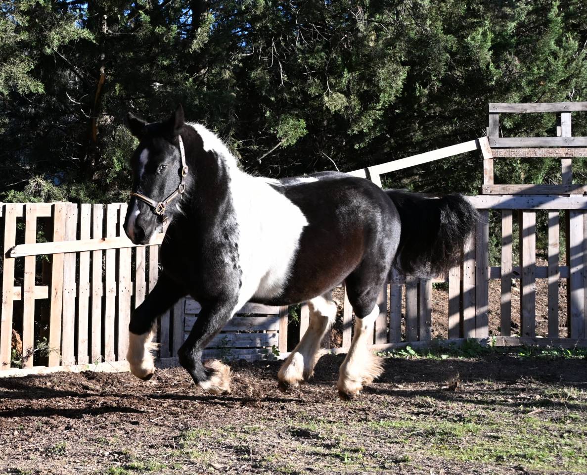 Castrone Origine Non Constatata In vendita 2022 Pezzato