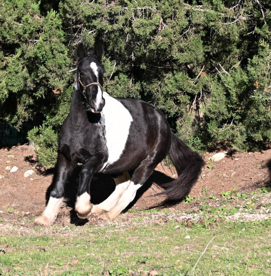 Castrone Origine Non Constatata In vendita 2022 Pezzato