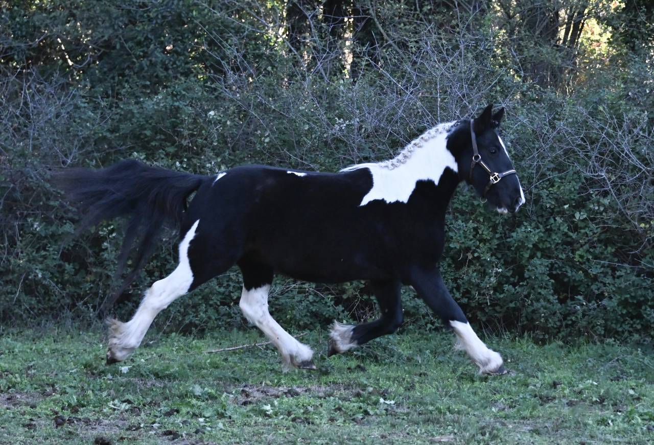 Castrone Origine Non Constatata In vendita 2022 Pezzato